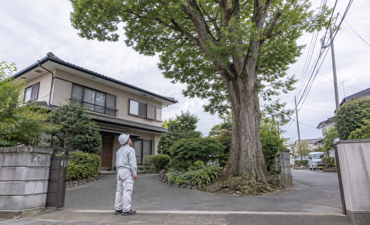 住宅地の高いケヤキと周囲の建物、道路からの進入経路を確認する調査員